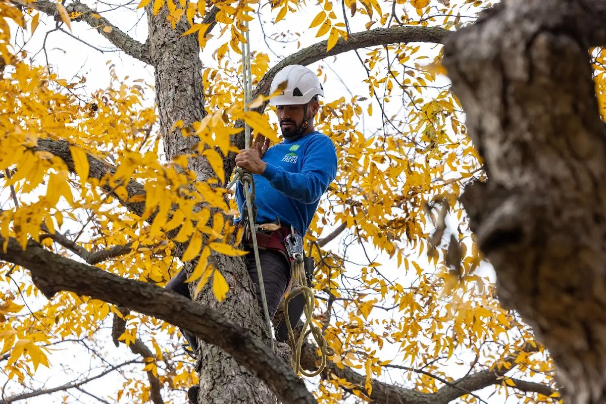 Skilled Tree Trimming crew working in Brownsville